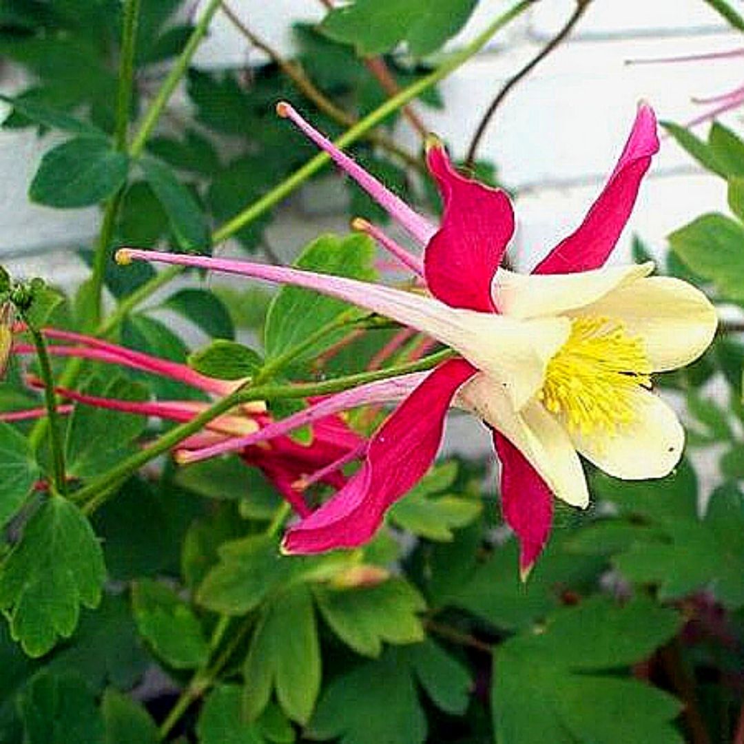 Aquilegia - Aquilegia Hybrida