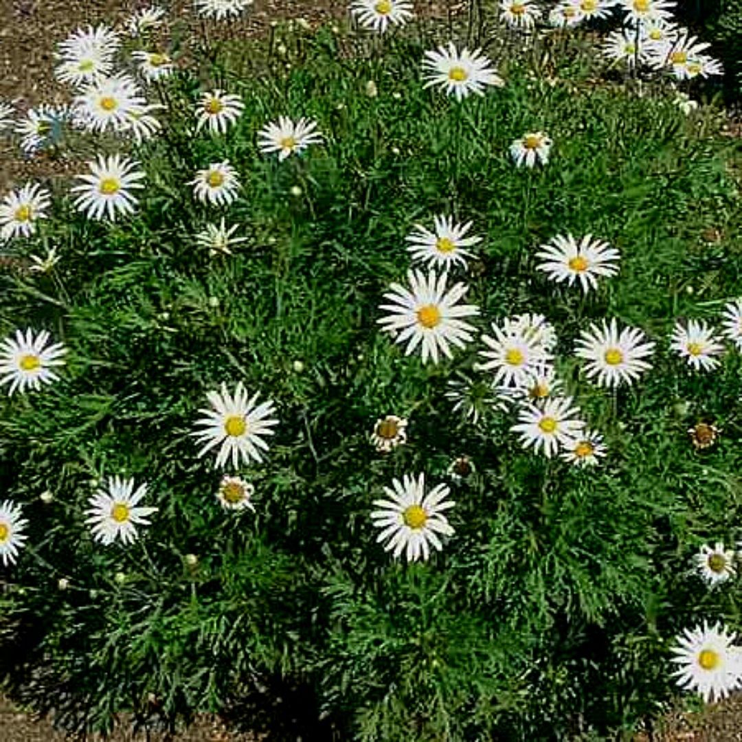 Paquerette colores - Chrysanthemum Frutescens