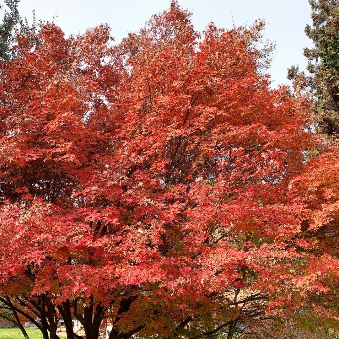Acer Japónico - Acer Palmatum