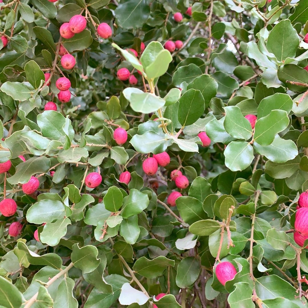 Peumo - Cryptocarya Alba