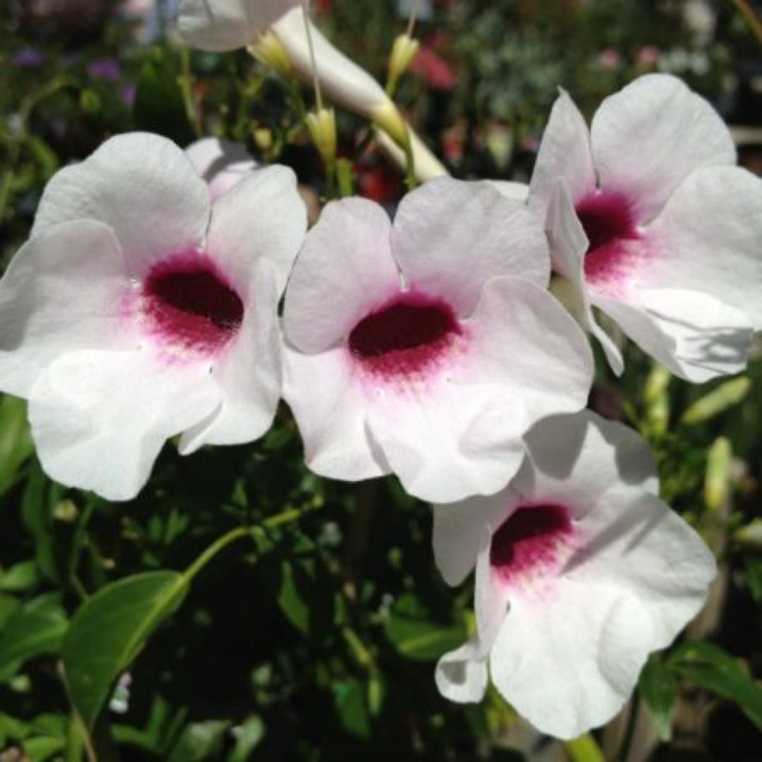 Bignonia Copa De Vino - Pandorea Jasminoides