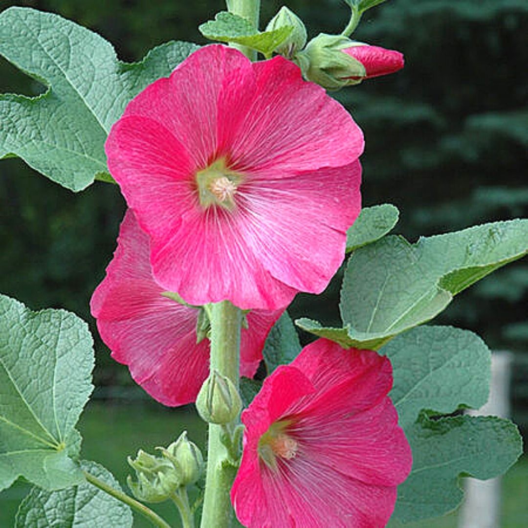 Malva Real - Alcea Rosea.