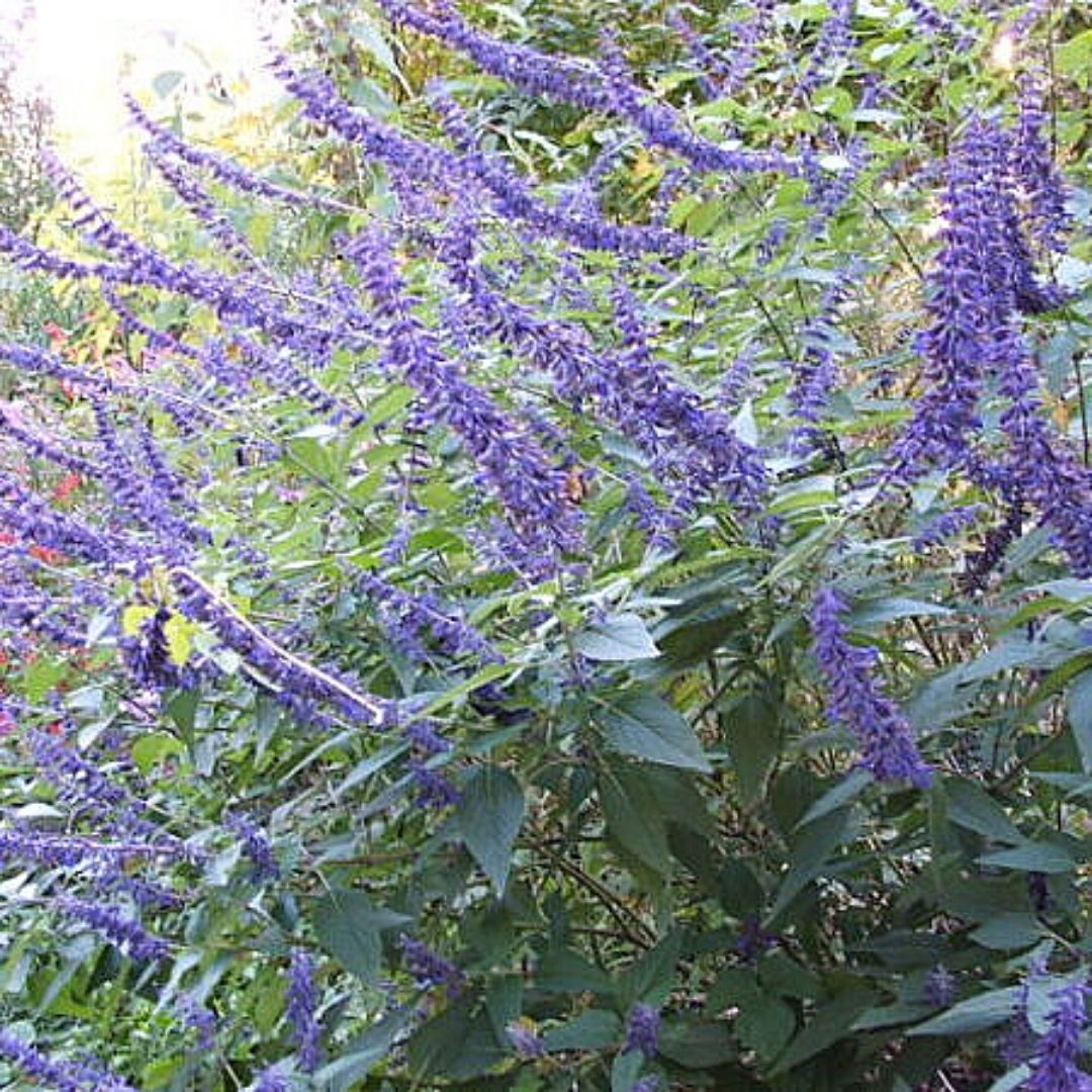 Salvia Leucantha  - Salvia Leucantha