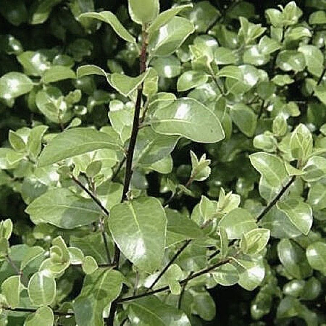 Pitosporo Nigricans Enano - Pittosporum Tenuifolium “Argentea Nana”