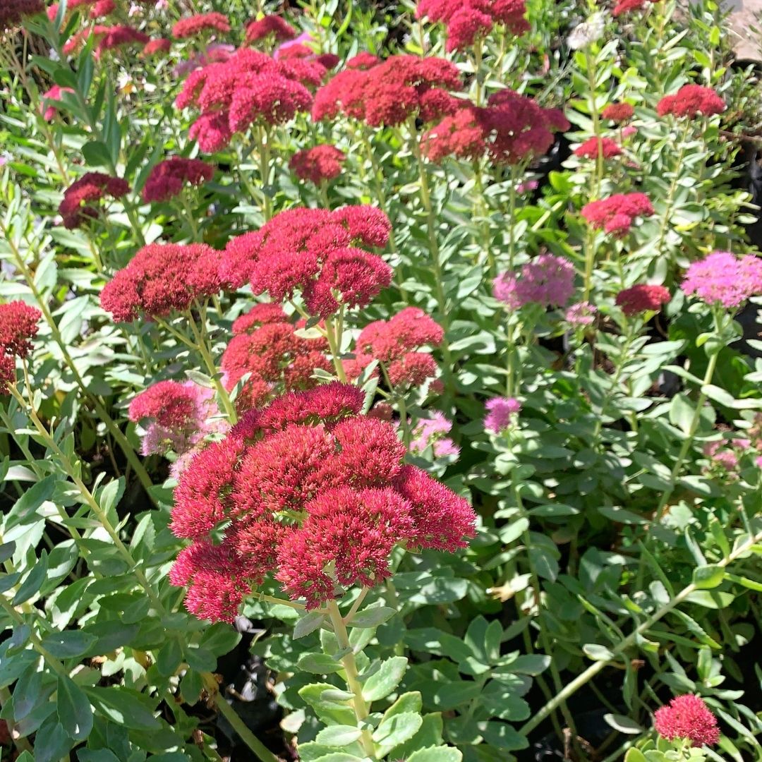 Sedum Spectabile