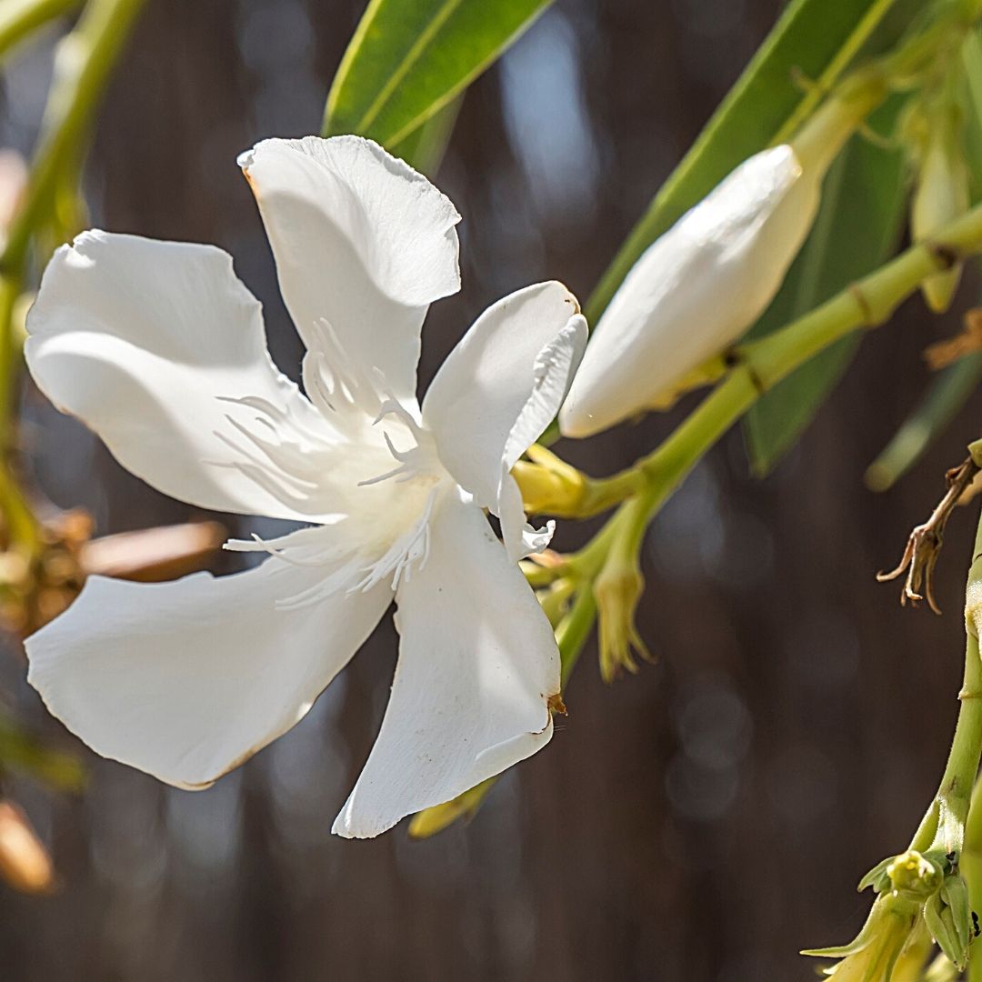Laurel De Flor Blanco - Nerium Oleander