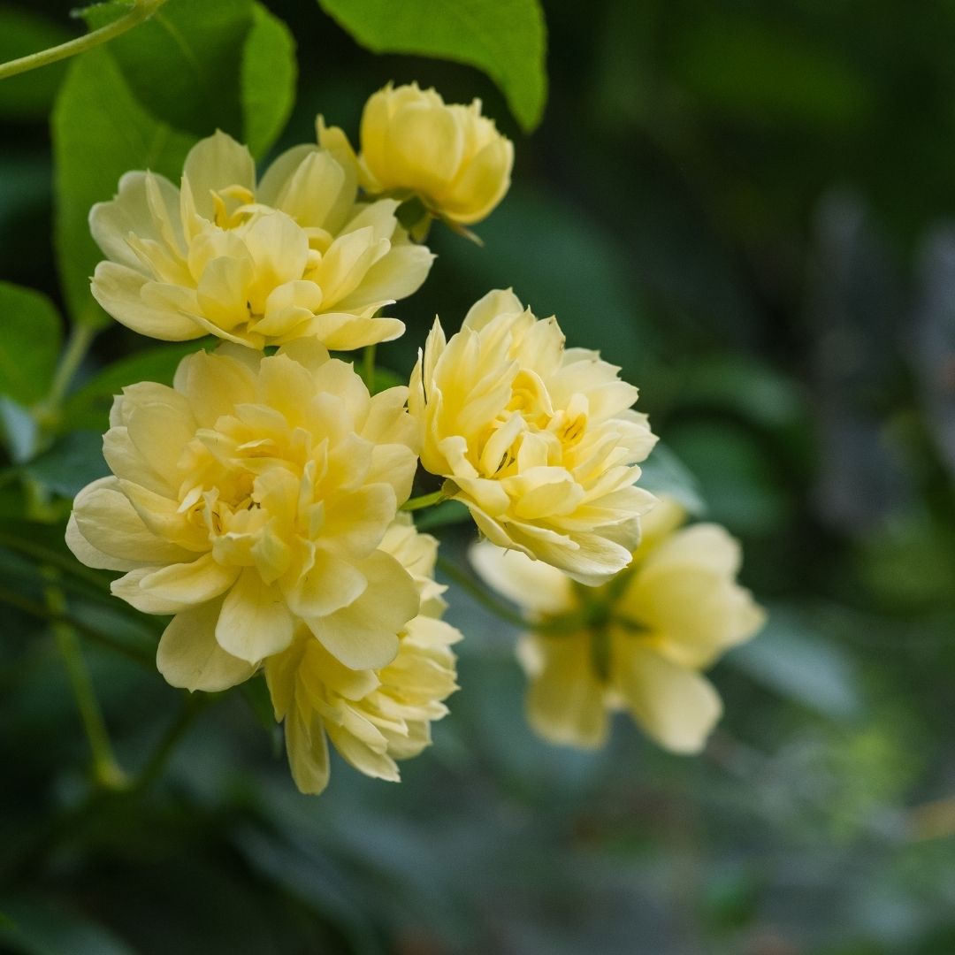 Rosa Trepadora Banks - Rosa Banksiae
