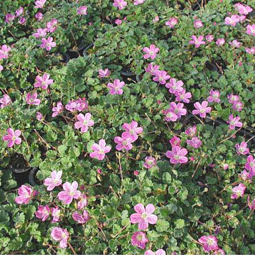 Geranio Alpino - Erodium Reichardii