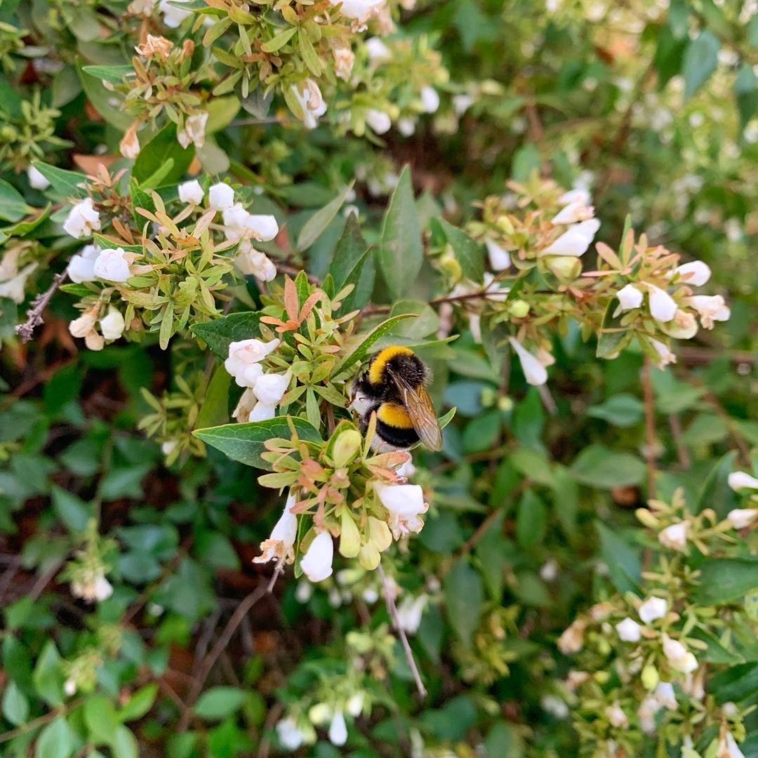 Abelia Blanca - Abelia X Grandiflora