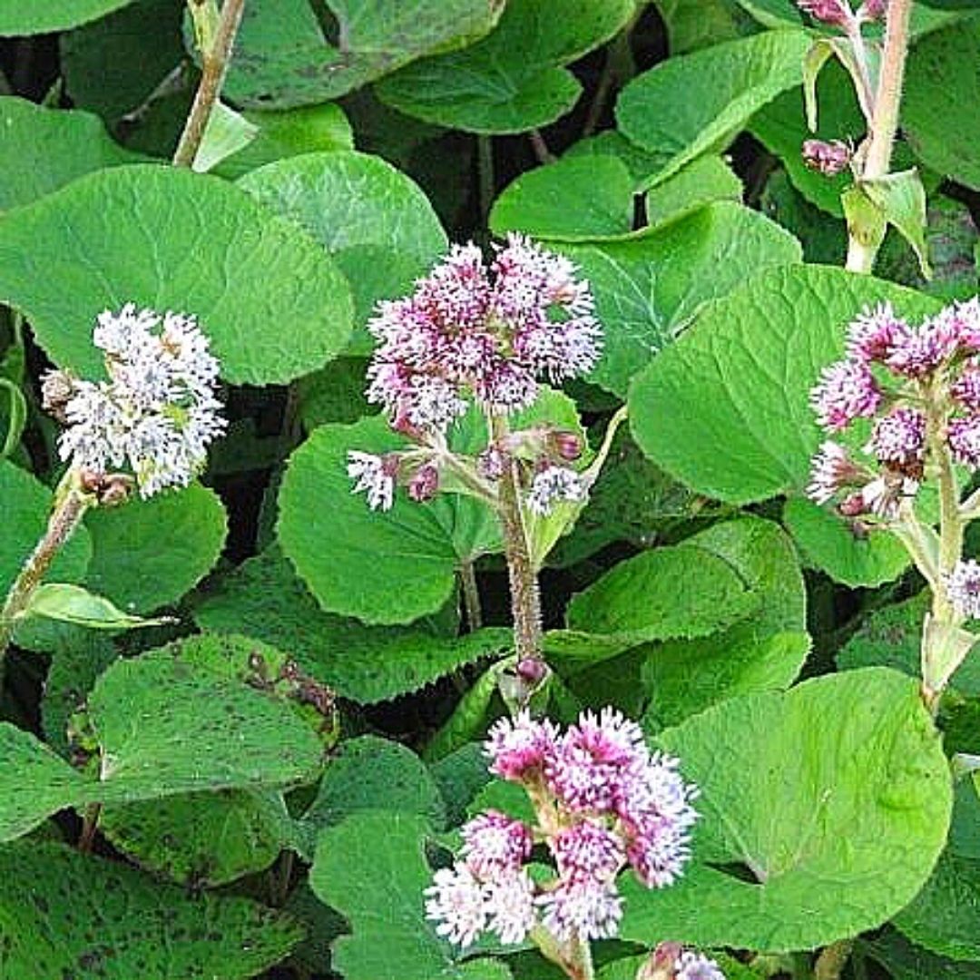 Tusilago - Petasites Fragans