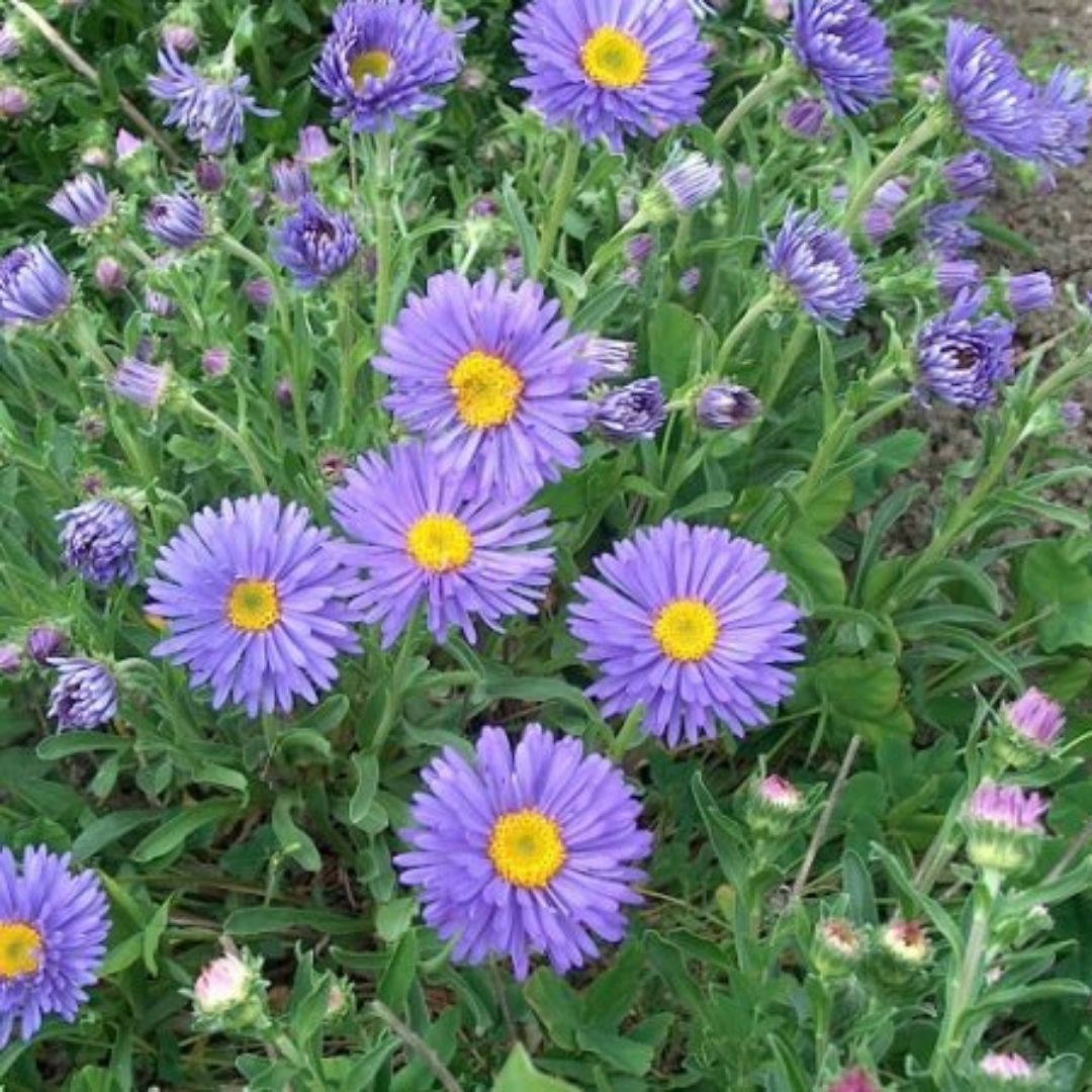 Aster - Aster Alpinus