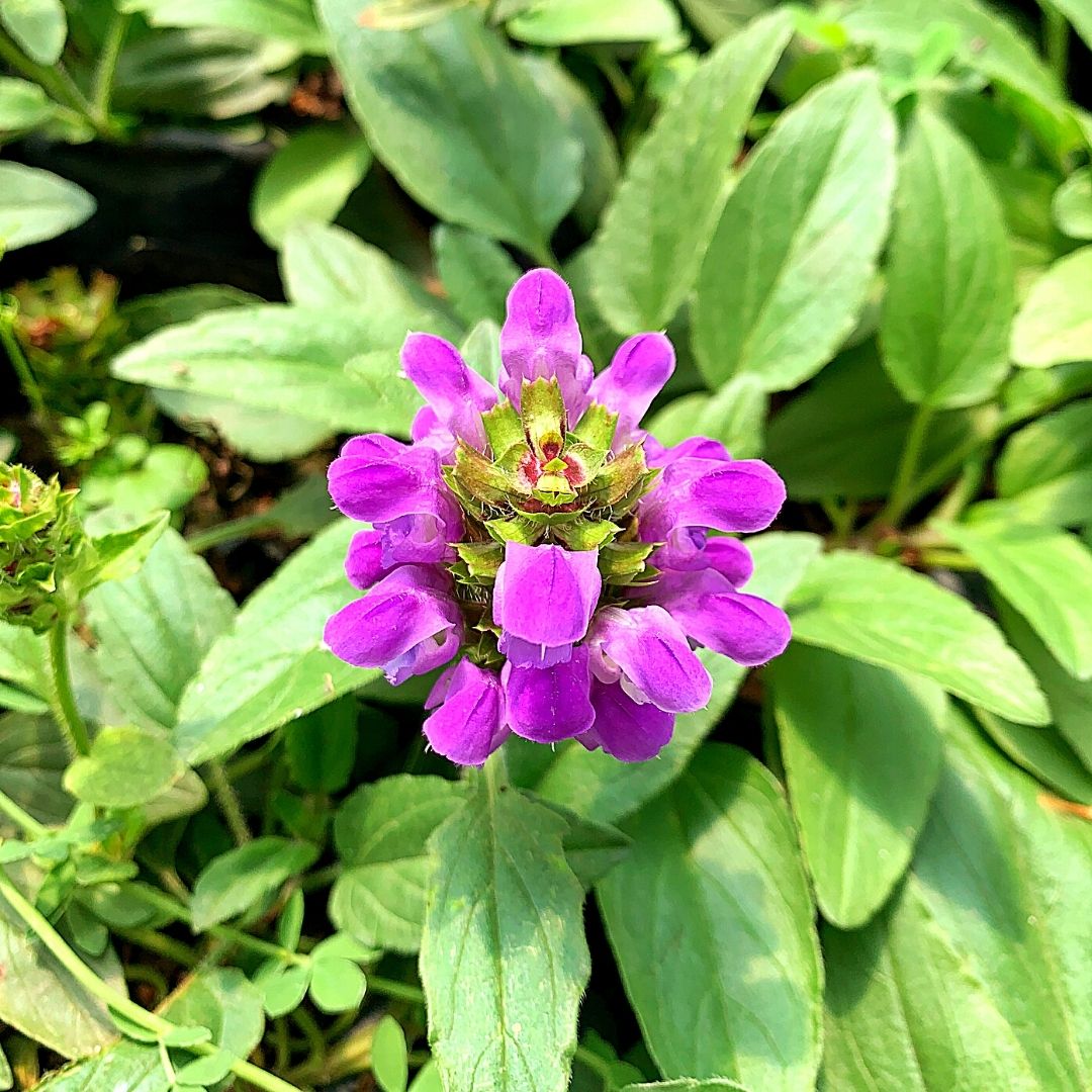 Prunella grandiflora - Prunella