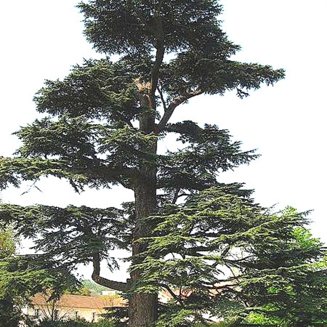 Cedro Del Libano - Cedrus Libani