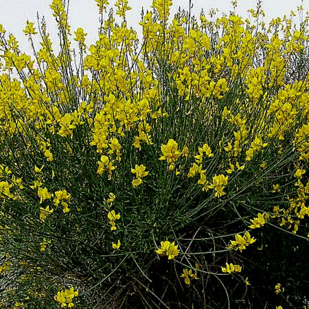 Retamo - Spartium Junceum Amarillo