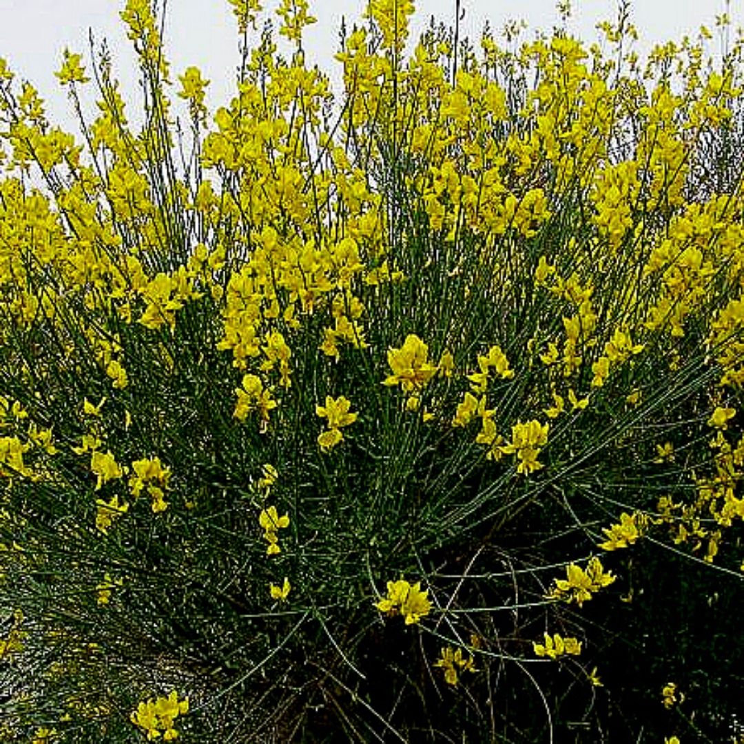 Retamo - Spartium Junceum Amarillo