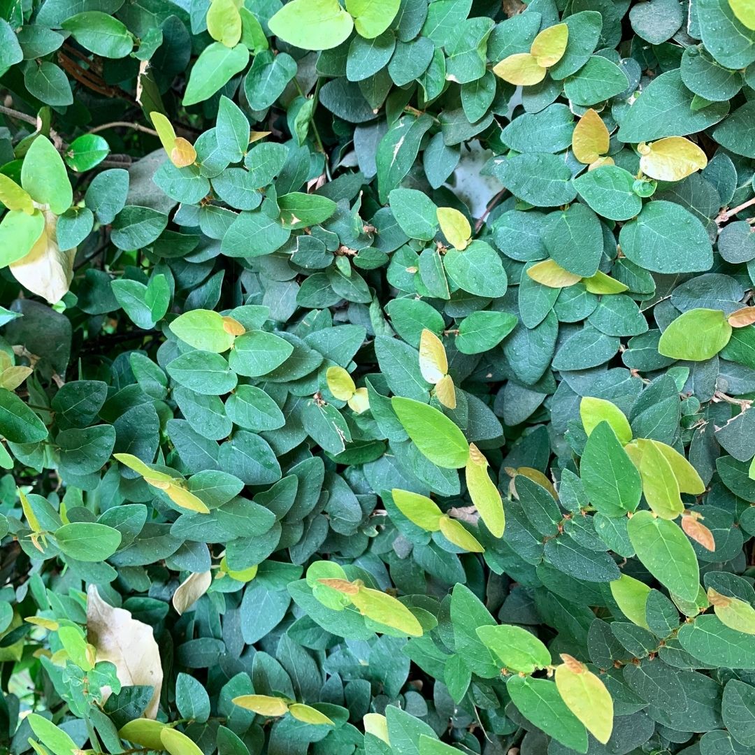 Ficus Repens - Ficus Pumila