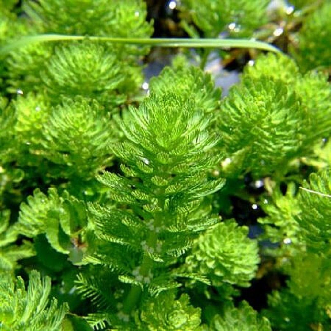 Pluma De Loro - Myriophyllum Aquaticum.