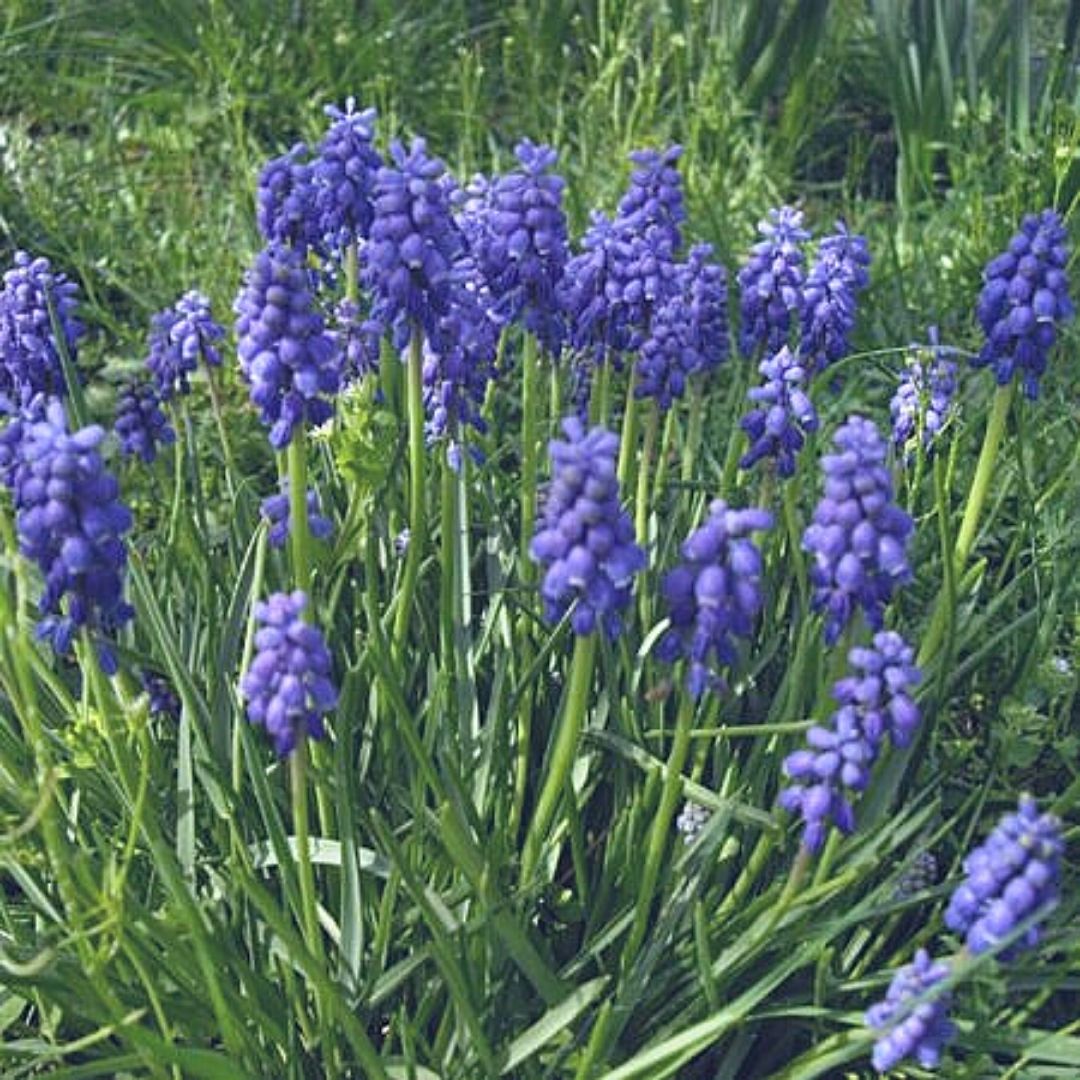 Múscaris - Muscaris Armeniacum