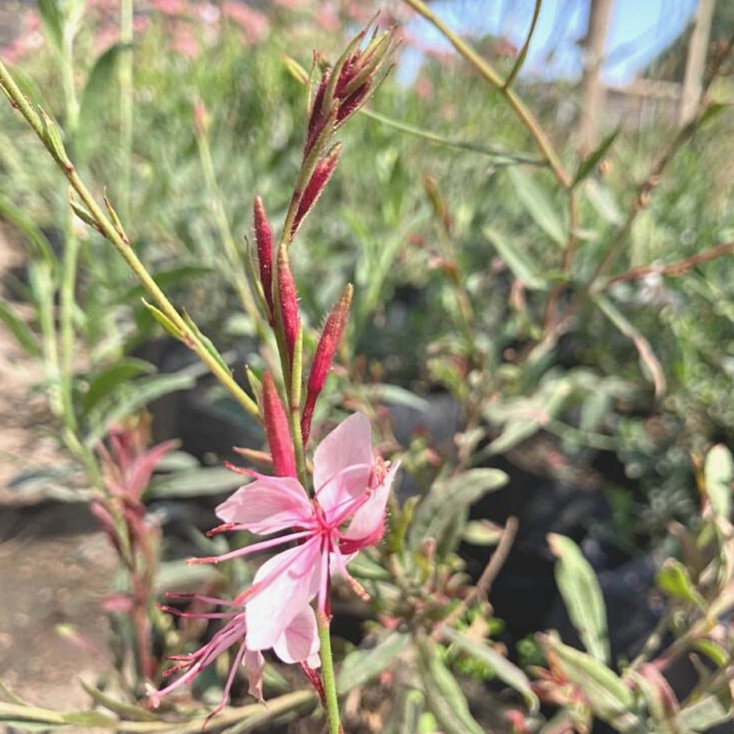 Gaura Rosada - Gaura Lindheimeri