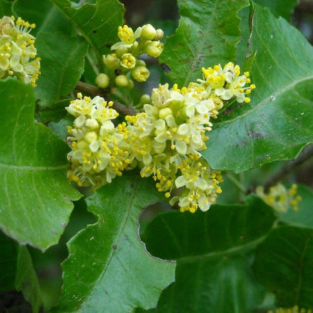 Molle - Schinus Latifolius