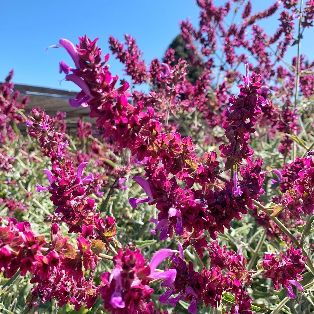 Salvia Canariensis