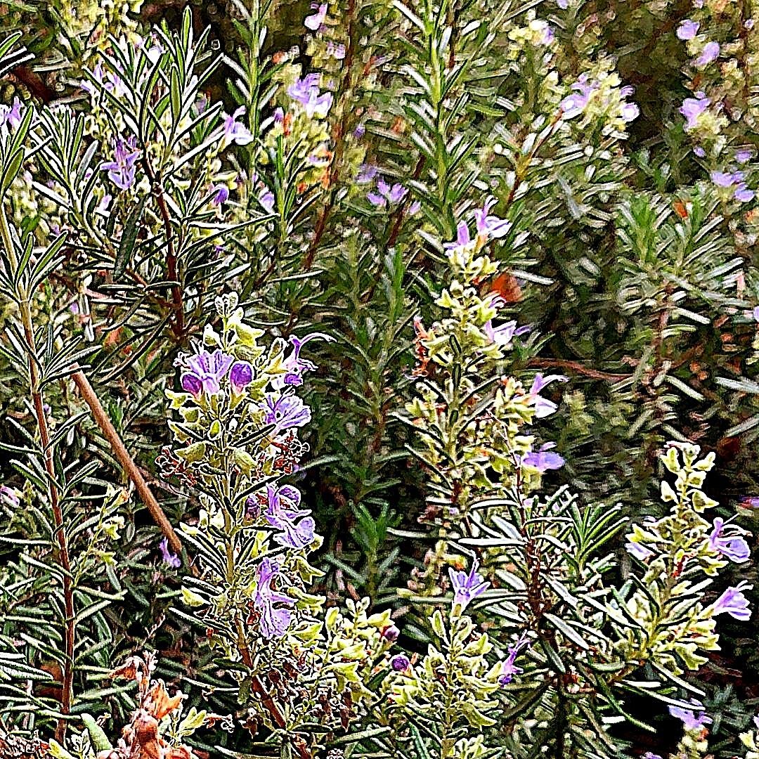 Romero Rastrero - Rosmarinus Officinalis Prostratus