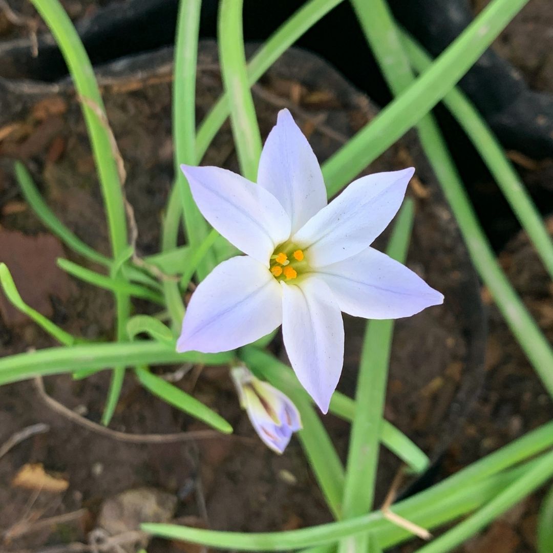 Ipheon - Ipheion Uniflorum