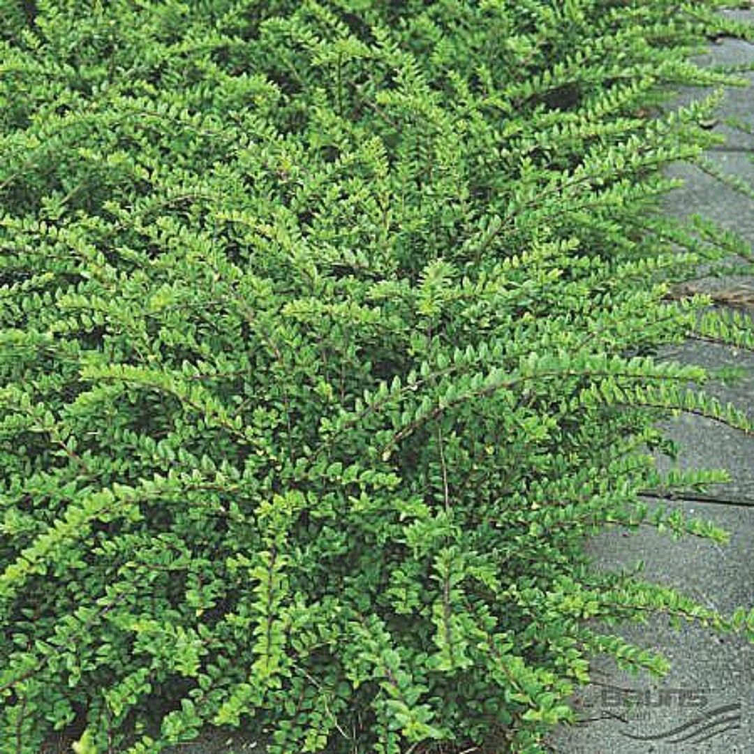 Lonicera - Lonicera Nitida