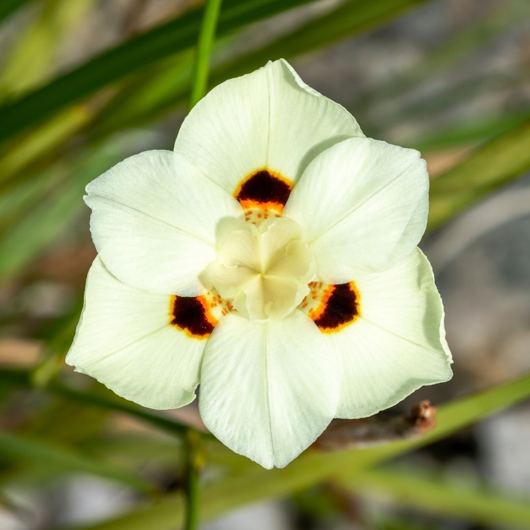 Moraea - Dietes Bicolor