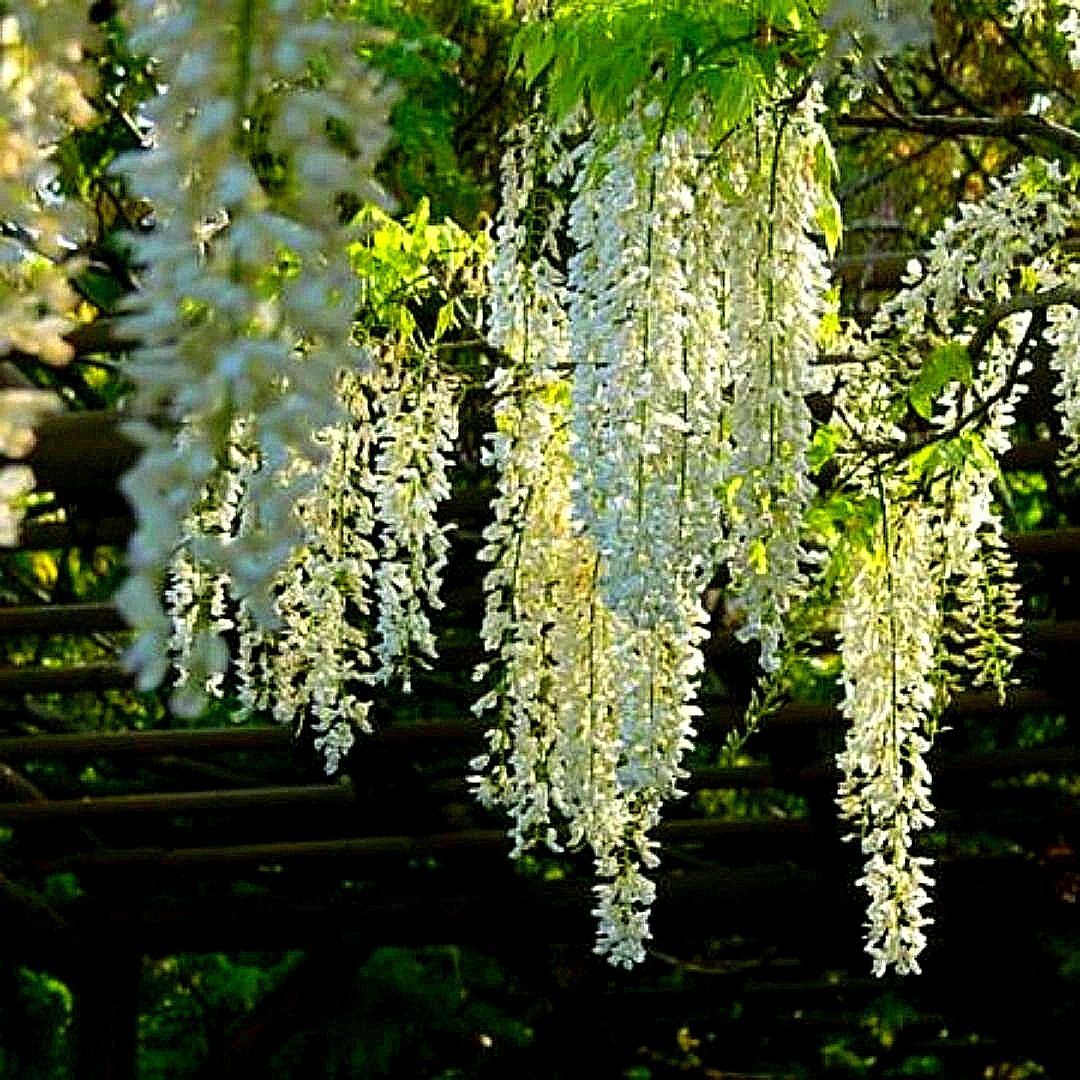 Flor De La Pluma - Wisteria Sinensis Blanco