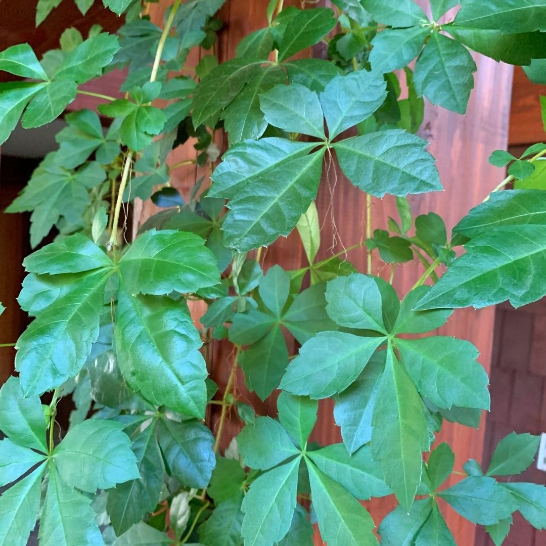 Voqui- Cissus Striata