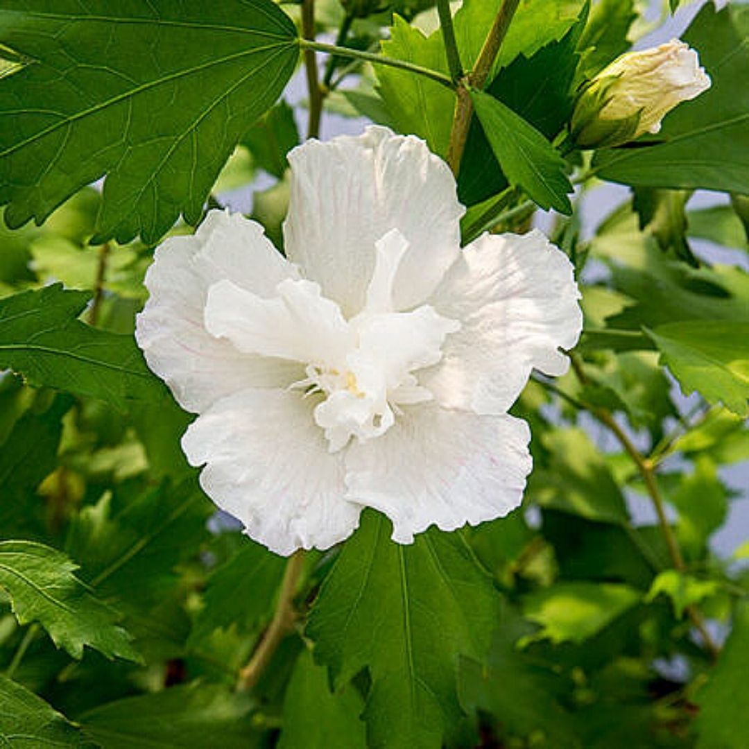 Hibiscus Syriacus - Hibiscus Syriacus