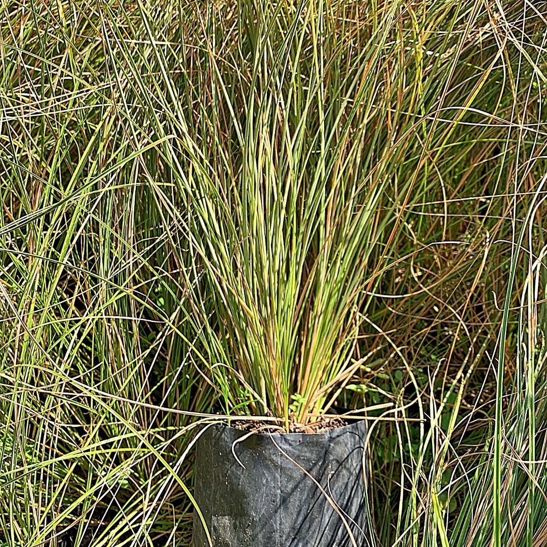 Carex Flagellifera - Carex Flagellifera