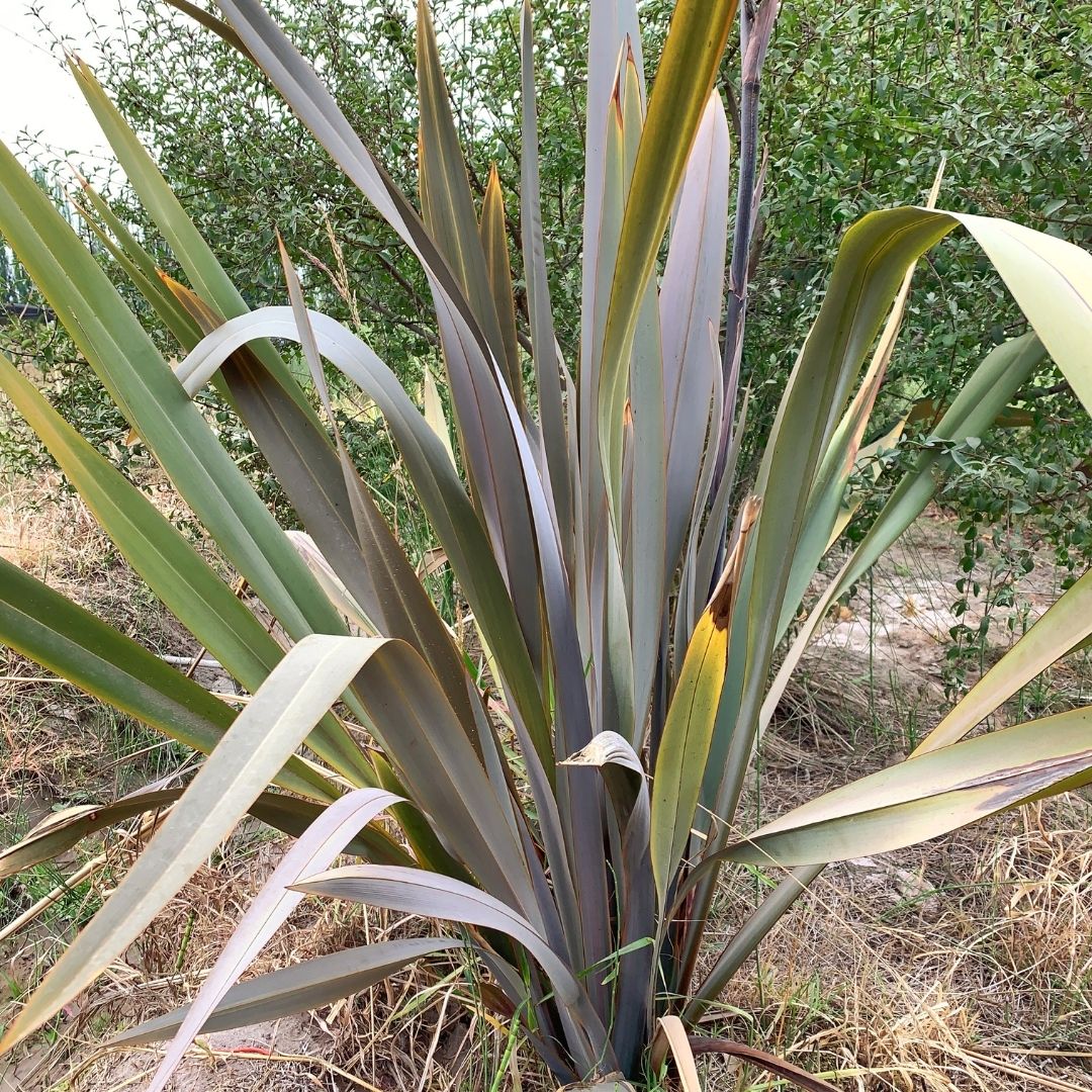 Pita Roja - Phormium Tenax Atropurpurea