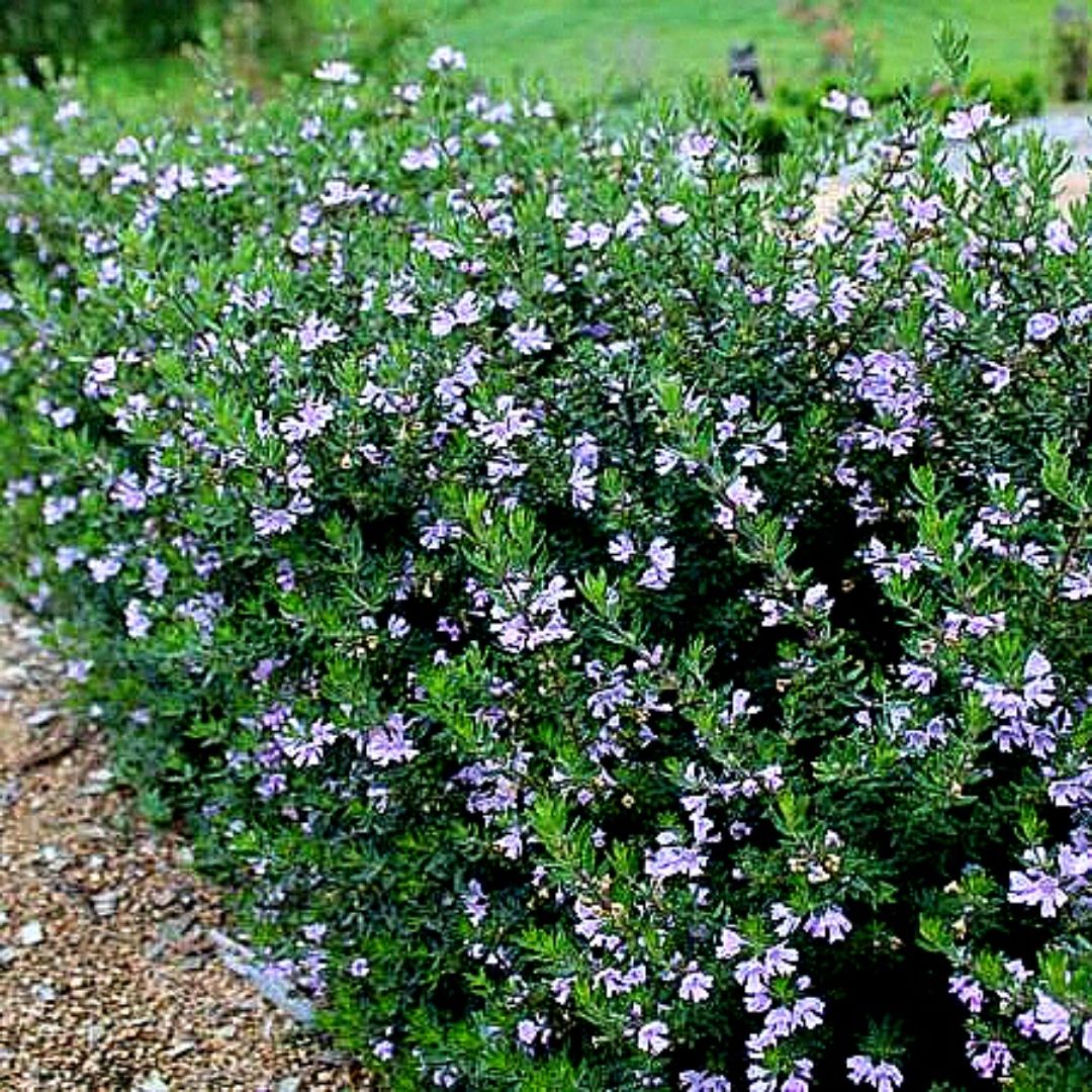 Westringia - Westringia Fruticosa Lila