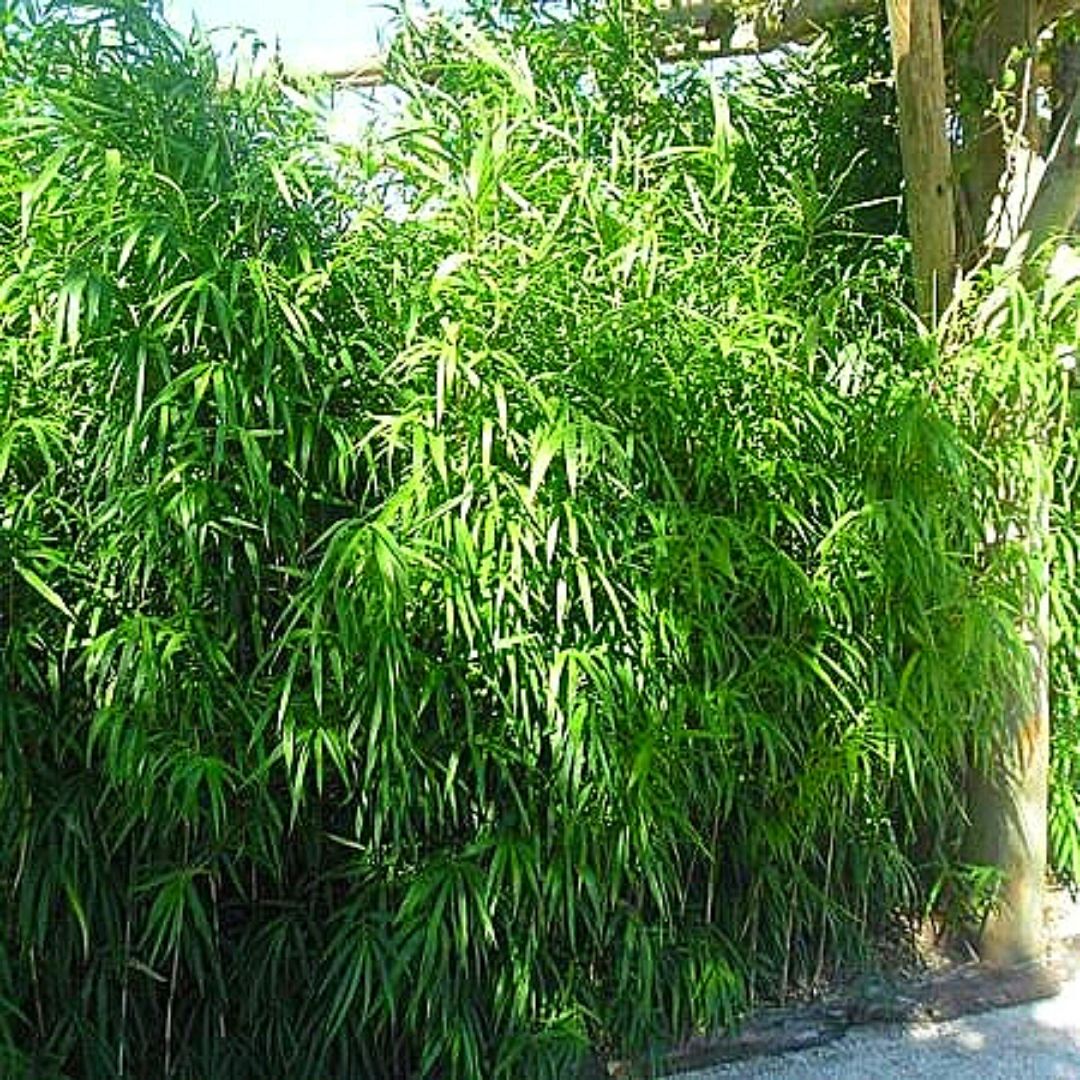 Bambú - Arundinaria Japonica