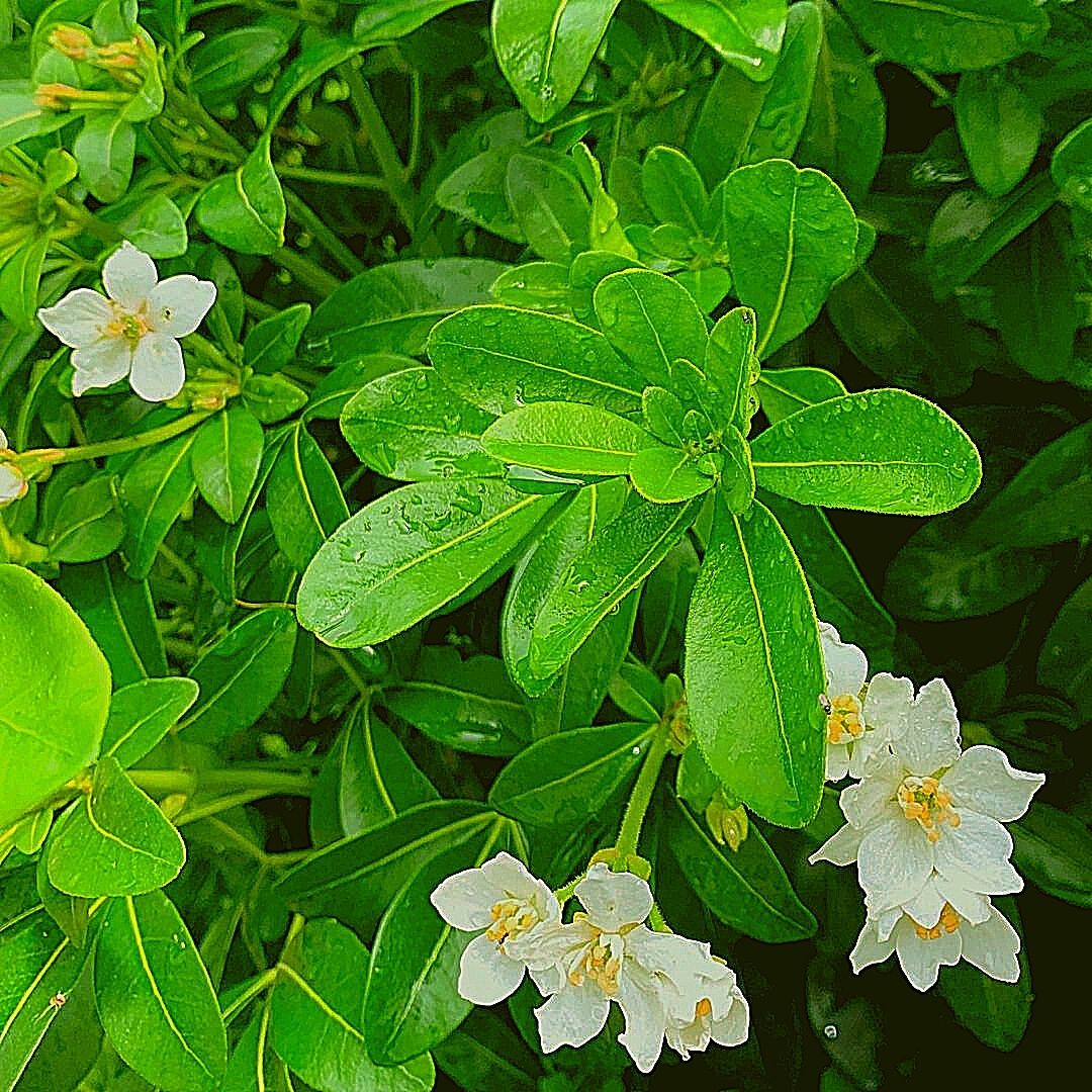 Choisya- Choisya Ternata