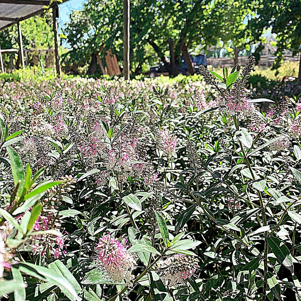 Verónica Alpicans - Hebe Alpicans