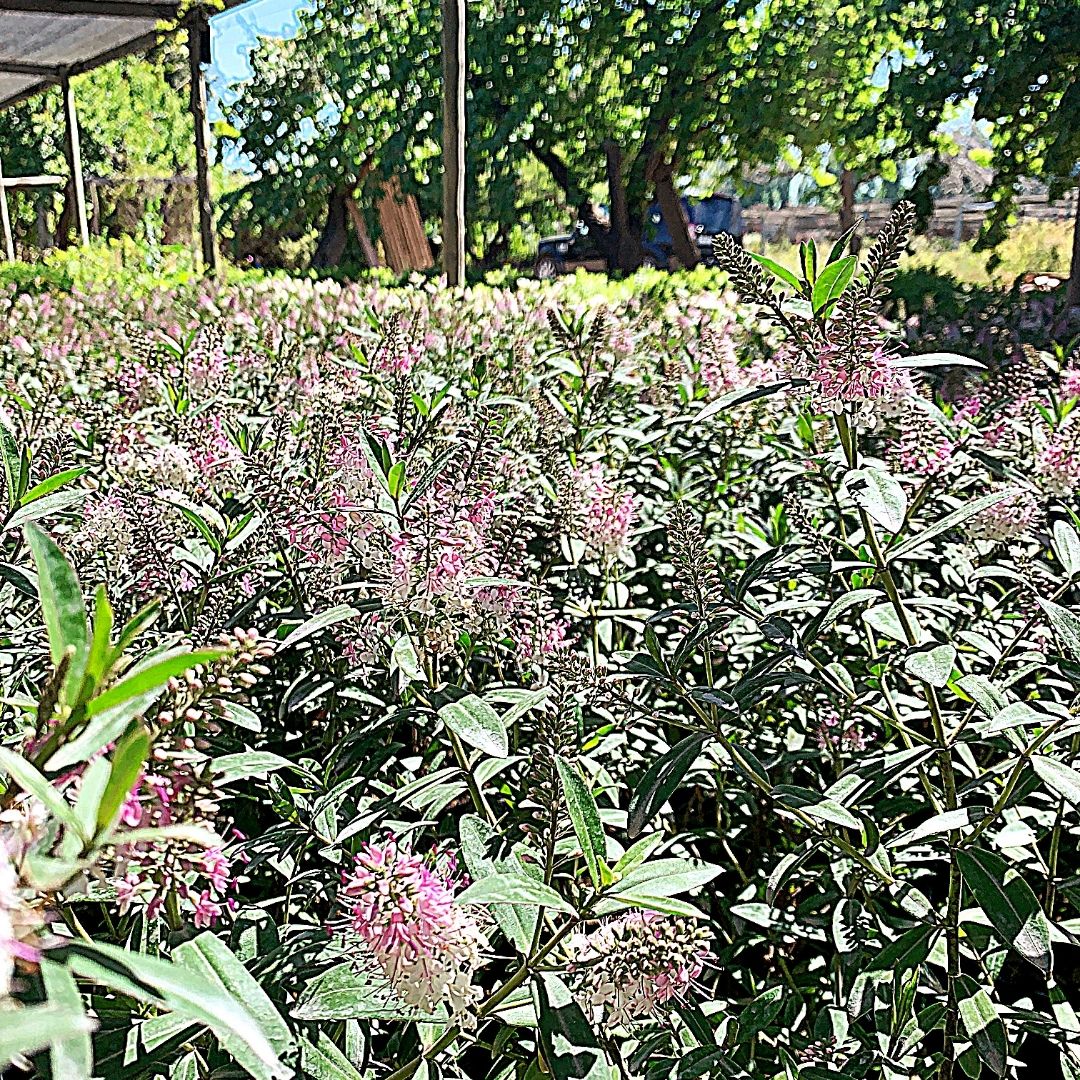 Verónica Alpicans - Hebe Alpicans