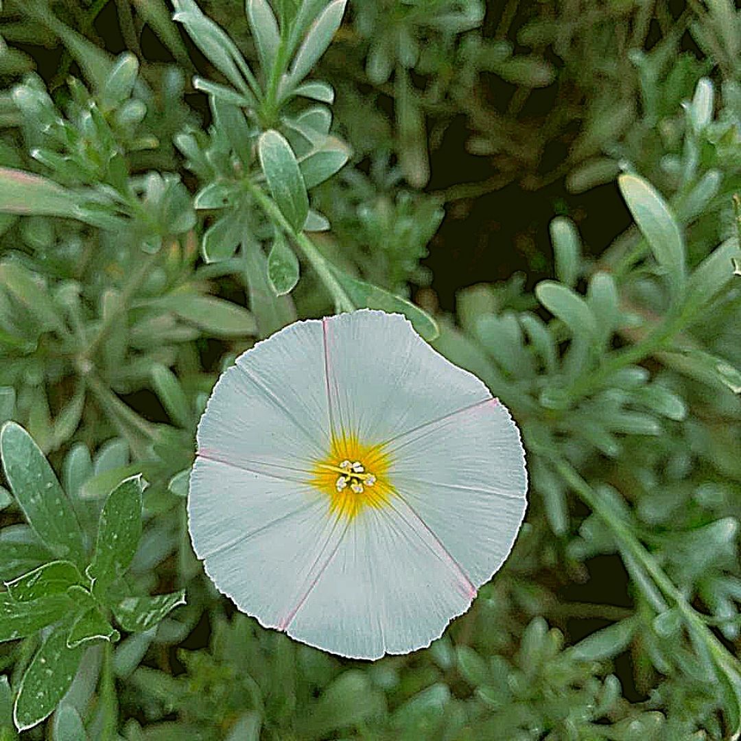 Convolvulus - Convolvulus Cneorum