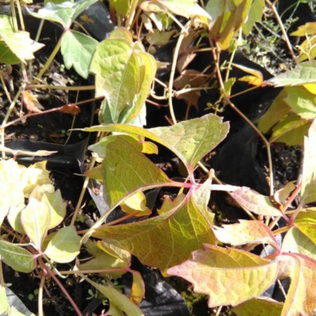 Ampelopsis Tricuspidata - Parthenocissus Tricuspidata .