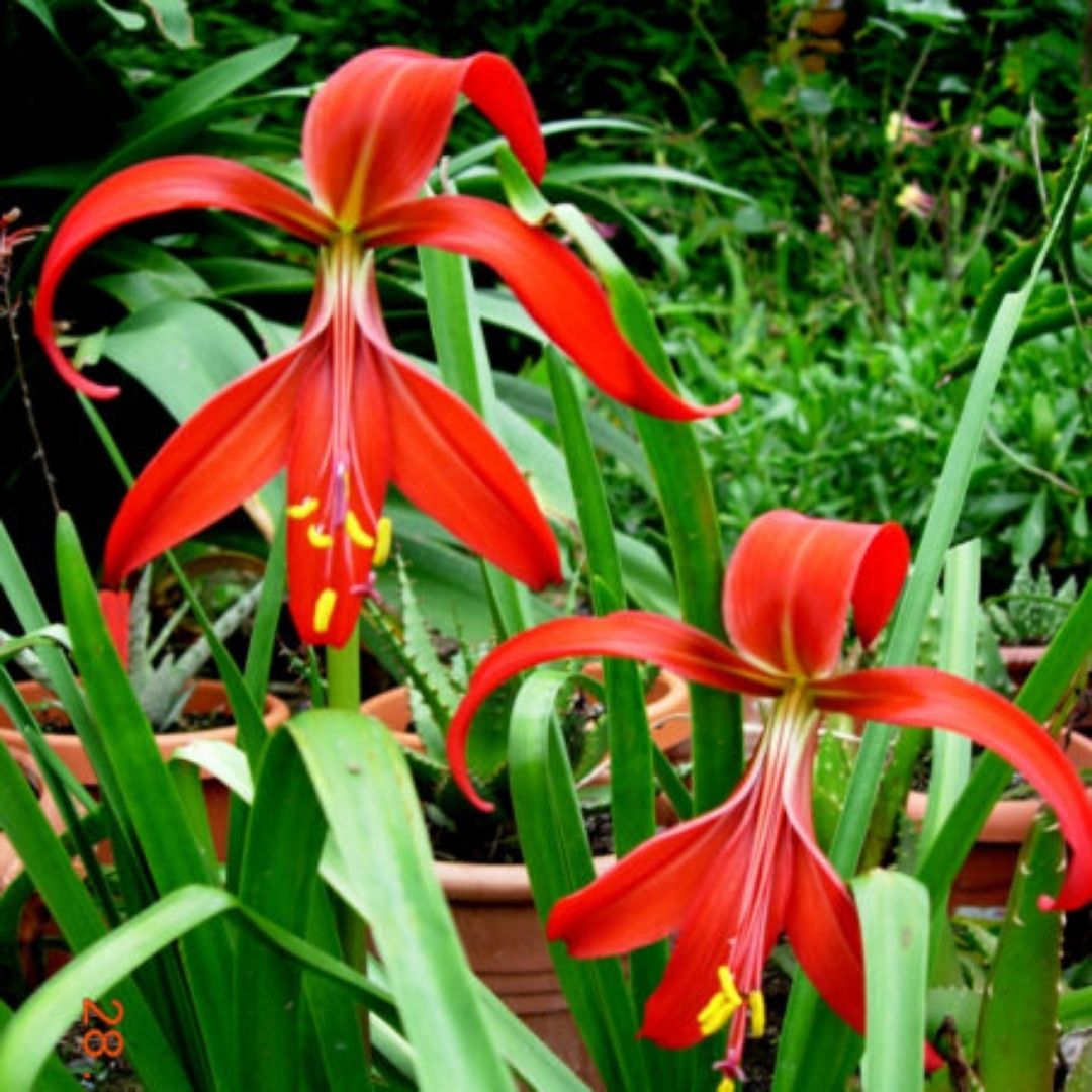 Flor De Lis - Sprekelia Formossisima