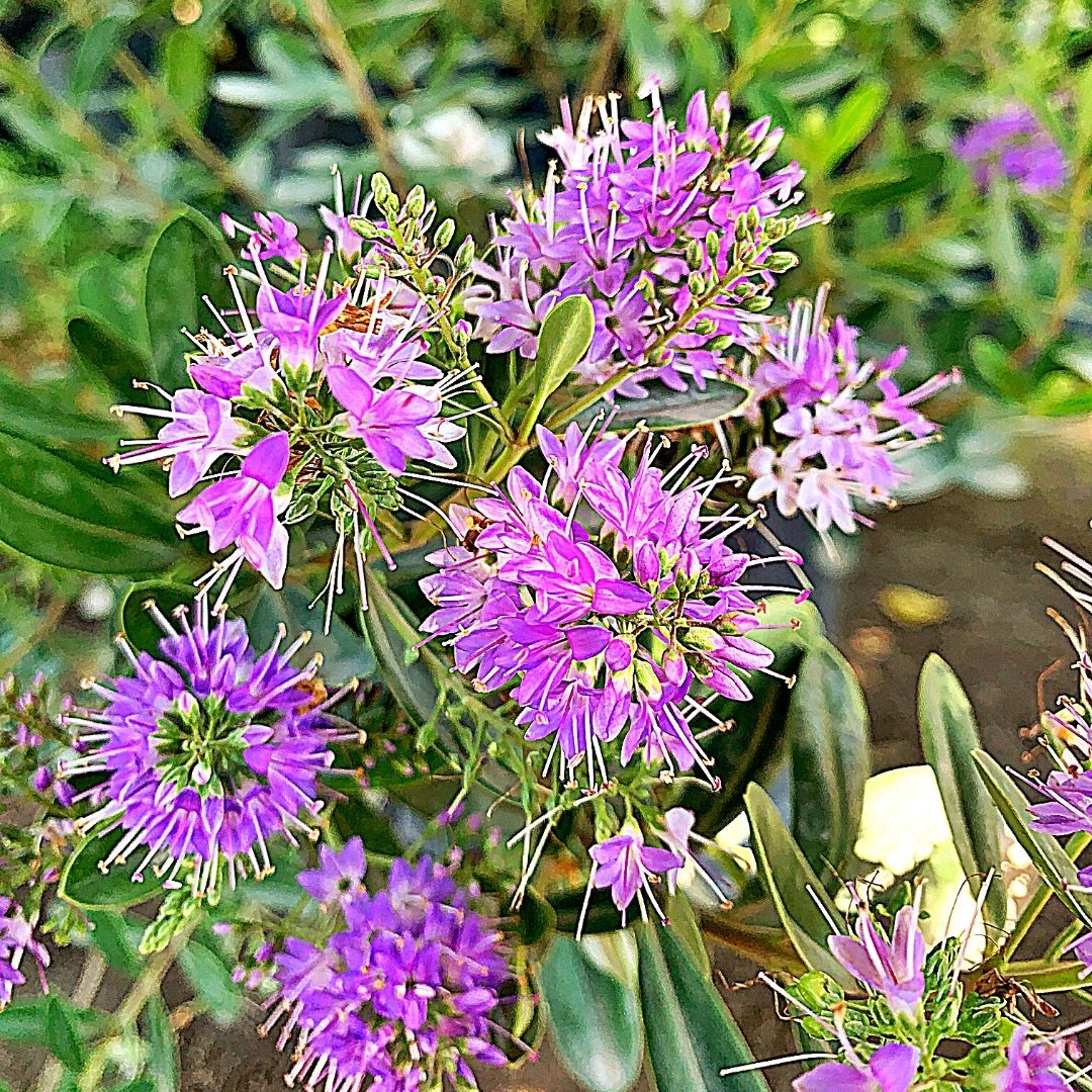 Veronica Andersonii - Hebe Andersonii