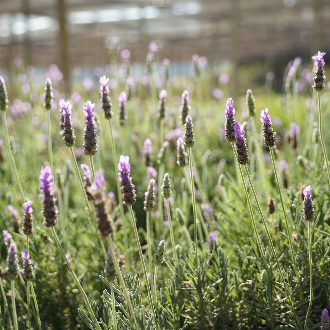 Lavanda Francesa - Lavandula Dentata