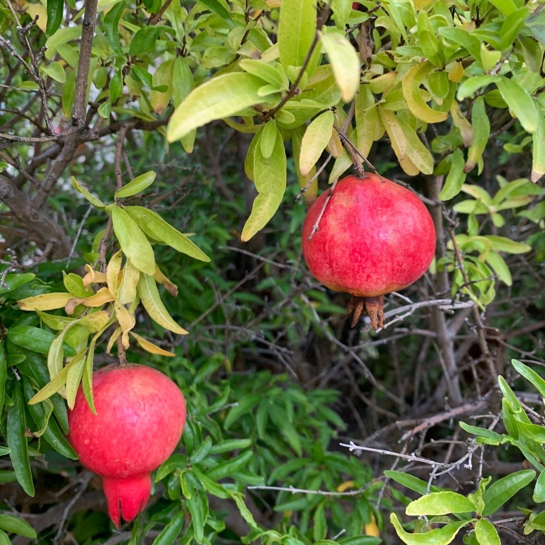 Granado De Flor Enano - Punica Grantum Var. Nana