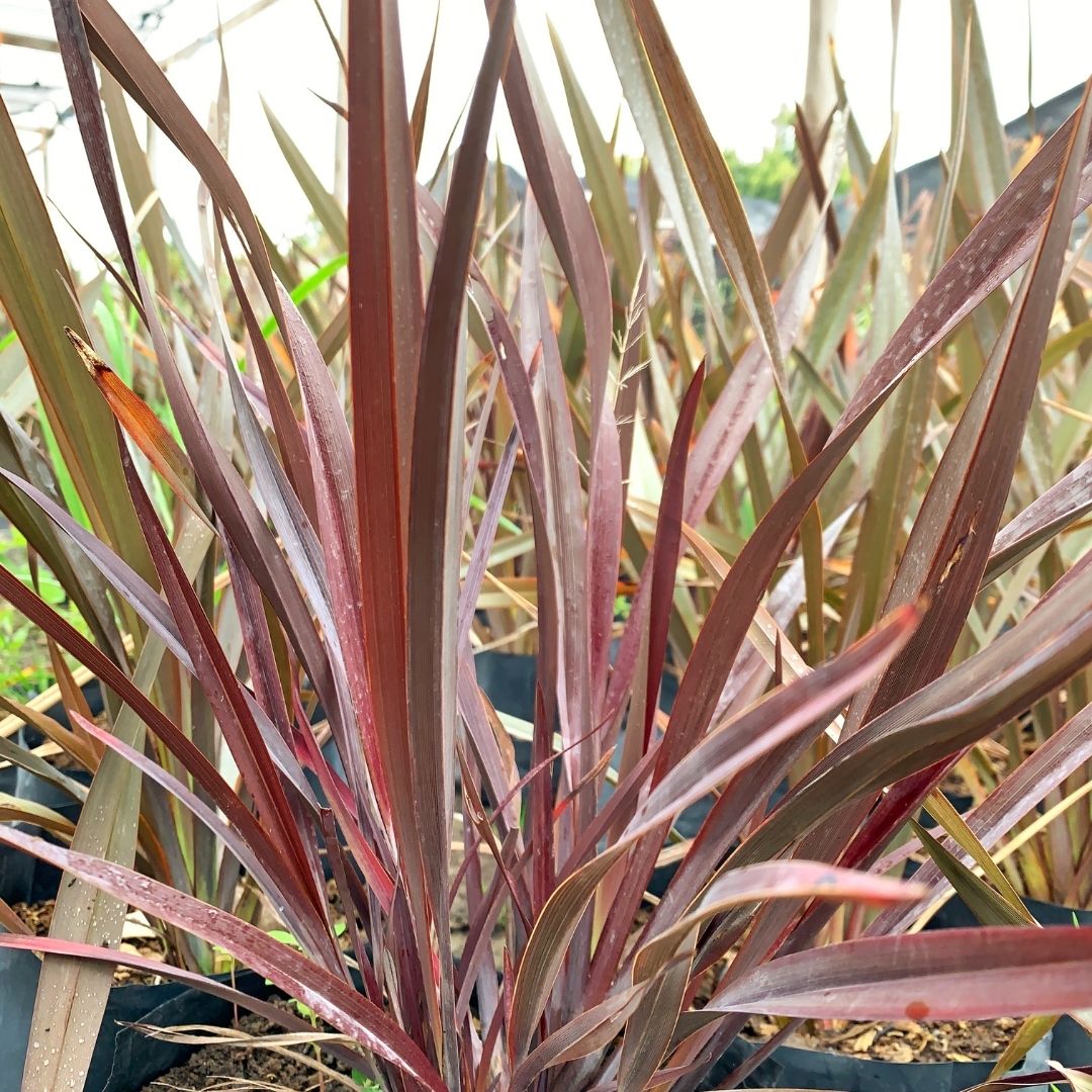Pita Roja Enana - Phormium Tenax Atropurpurea Nana
