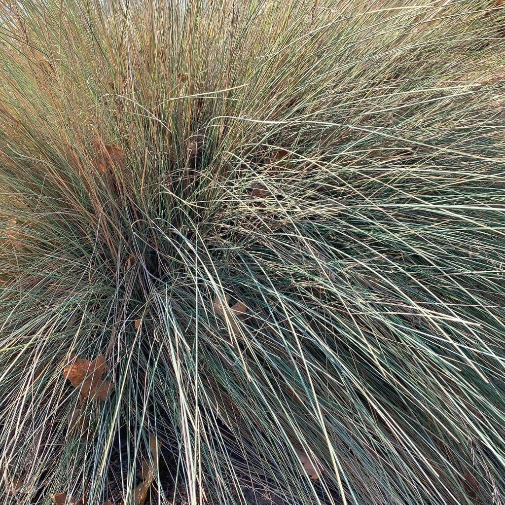 Poa Labillardieri