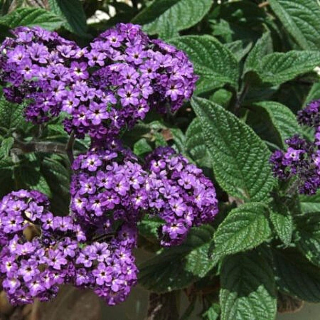 Heliotropo - Heliotropium Peruvianum