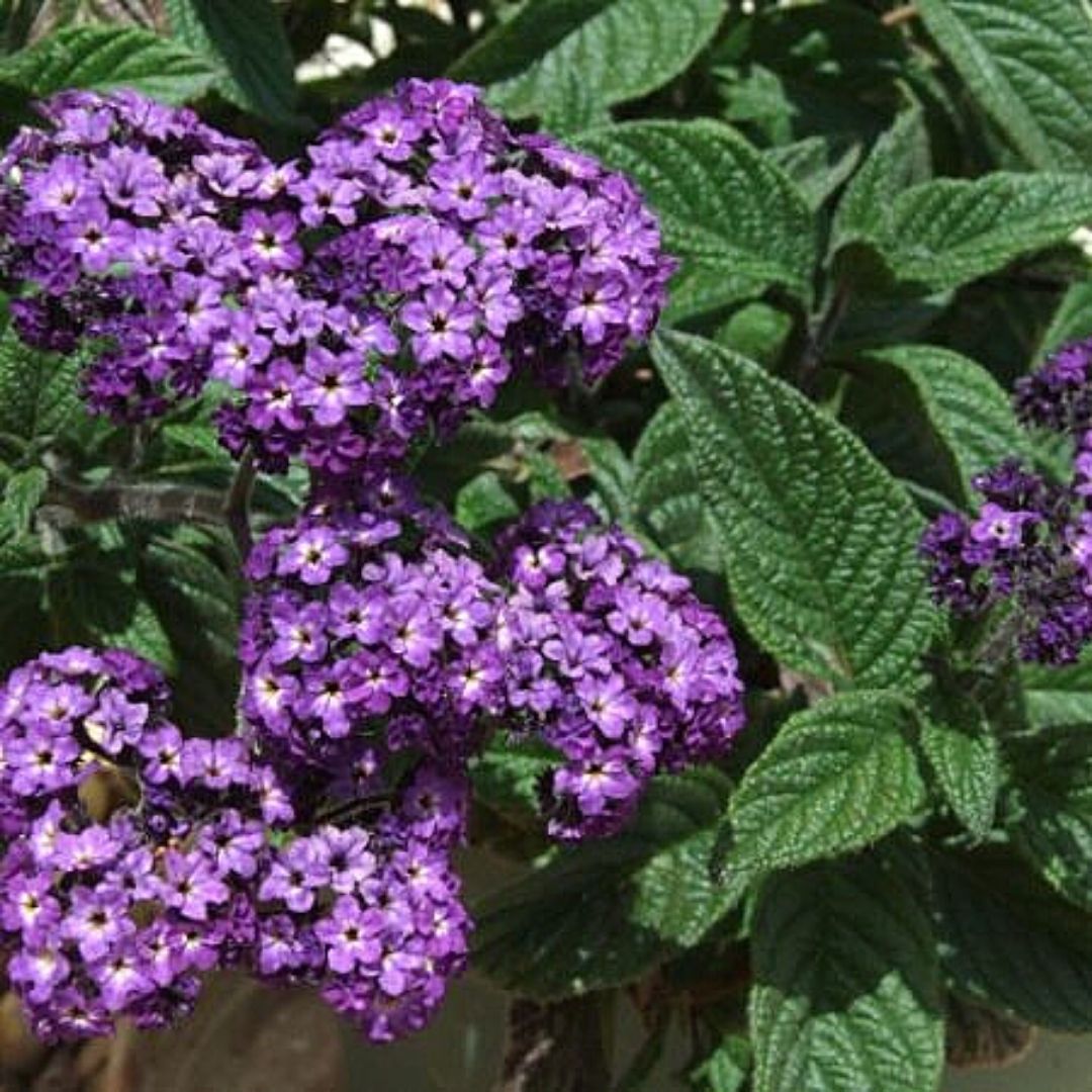 Heliotropo - Heliotropium Peruvianum