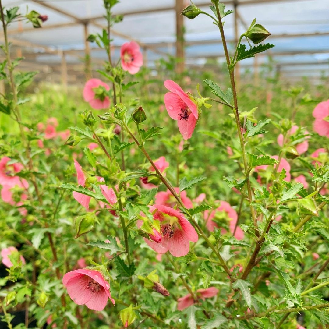 Lavatera Enana - Anisodontea capensis.